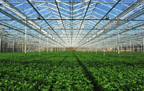 在農(nóng)業(yè)生產(chǎn)中鎂肥有什么作用